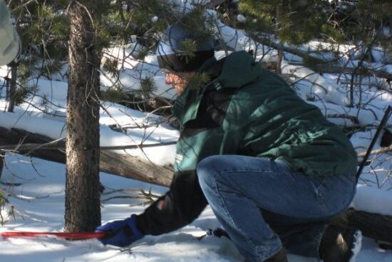 Cutting tree